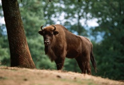european bison.jpg